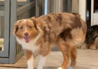 Archie, a male Toy Australian Shepherd for sale in Byron, NY – 5 of 9