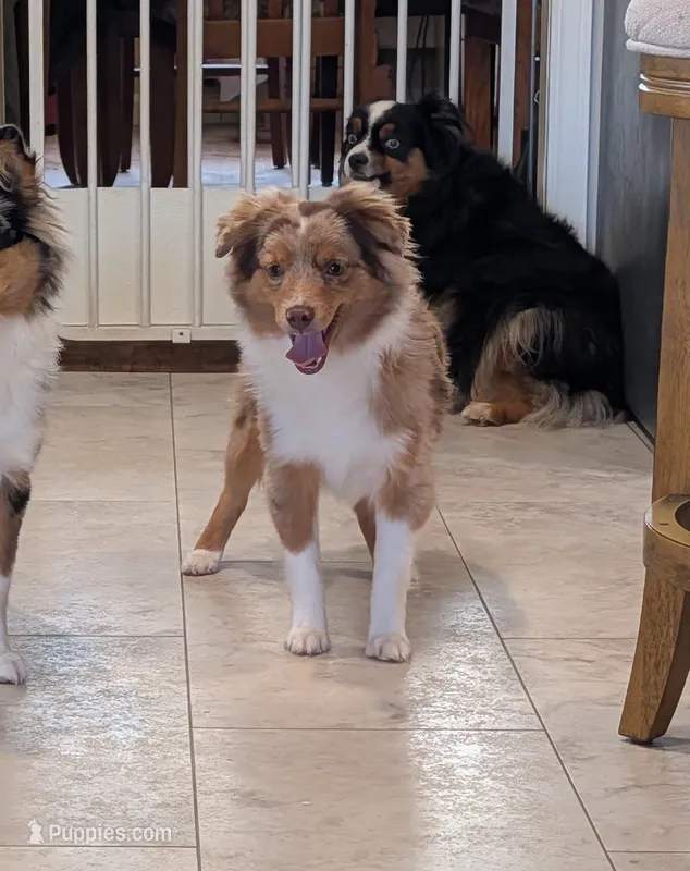 Archie – Toy Australian Shepherd puppy for sale in Byron, NY