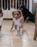 Archie, a male Toy Australian Shepherd for sale in Byron, NY – 1 of 9