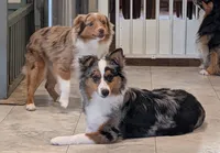 Willow, a female Toy Australian Shepherd for sale in Byron, NY – 4 of 6