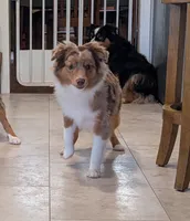 Archie, a male Toy Australian Shepherd for sale in Byron, NY – 4 of 9