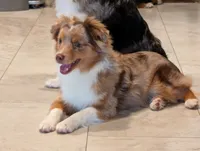 Archie, a male Toy Australian Shepherd for sale in Byron, NY – 2 of 9