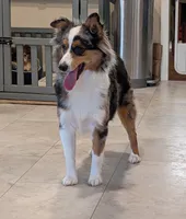 Willow, a female Toy Australian Shepherd for sale in Byron, NY – 3 of 6