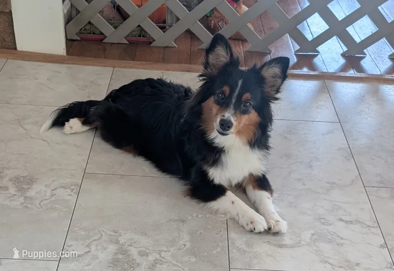 Todd – Toy Australian Shepherd puppy for sale in Byron, NY