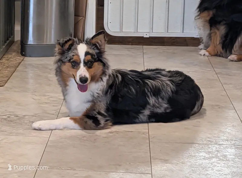 Willow – Toy Australian Shepherd puppy for sale in Byron, NY