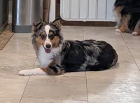 Willow, a female Toy Australian Shepherd for sale in Byron, NY – 1 of 6