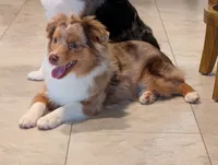 Archie, a male Toy Australian Shepherd for sale in Byron, NY – 8 of 9