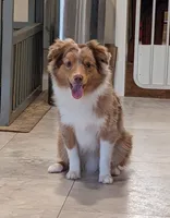 Archie, a male Toy Australian Shepherd for sale in Byron, NY – 6 of 9