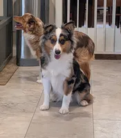 Willow, a female Toy Australian Shepherd for sale in Byron, NY – 5 of 6