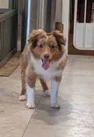 Archie, a male Toy Australian Shepherd for sale in Byron, NY – 7 of 9