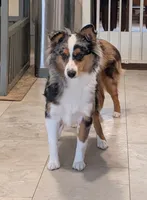 Willow, a female Toy Australian Shepherd for sale in Byron, NY – 2 of 6