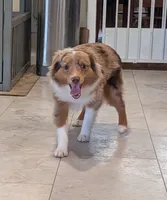 Archie, a male Toy Australian Shepherd for sale in Byron, NY – 3 of 9