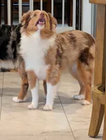 Archie, a male Toy Australian Shepherd for sale in Byron, NY – 9 of 9