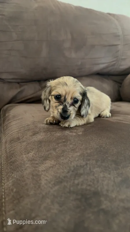 Dapple girl – Miniature Dachshund puppy for sale in Grimesland, NC
