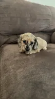 Dapple girl, a female Miniature Dachshund for sale in Grimesland, NC – 1 of 1