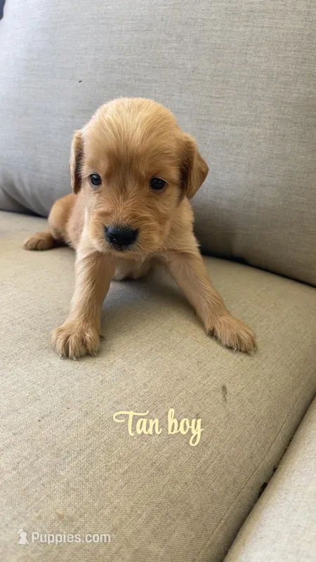 tan boy – Golden Retriever puppy for sale in Grimesland, NC