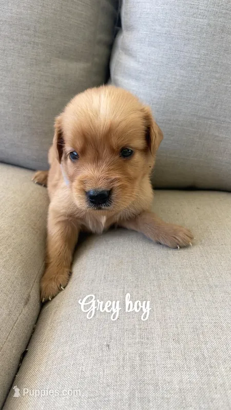 grey boy, a male Golden Retriever for sale in Grimesland, NC – Photo 1 of 1