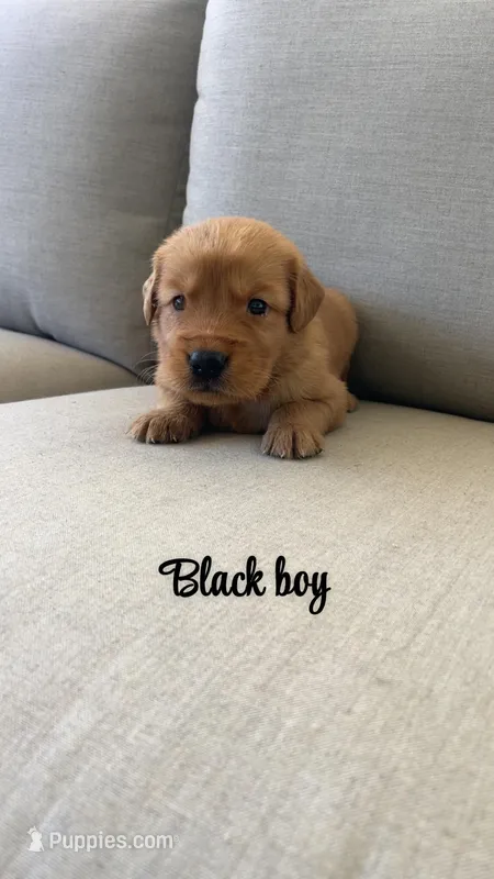 black boy  – Golden Retriever puppy for sale in Grimesland, NC