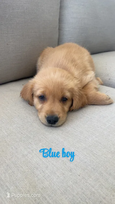 blue boy – Golden Retriever puppy for sale in Grimesland, NC