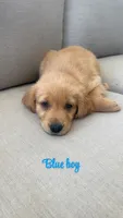 blue boy, a male Golden Retriever for sale in Grimesland, NC – 1 of 1