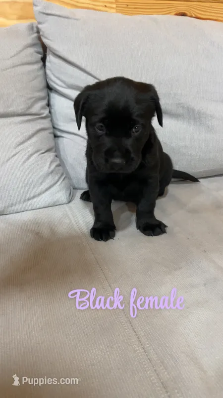Black female