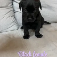 Black female, a female Labrador Retriever for sale in Grimesland, NC – 1 of 1