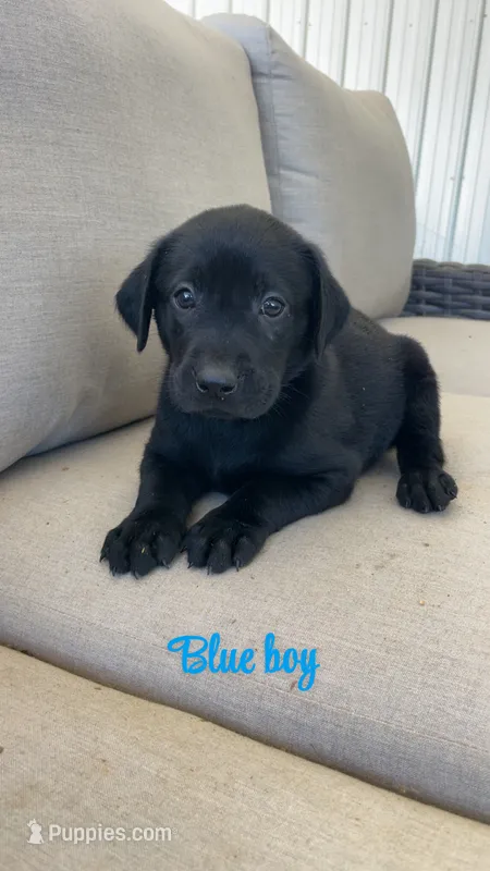 Blue boy – Labrador Retriever puppy for sale in Grimesland, NC