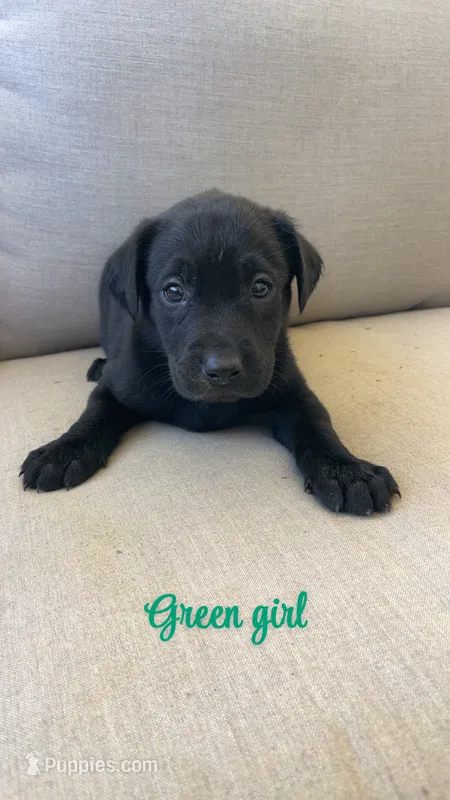 Green girl – Labrador Retriever puppy for sale in Grimesland, NC