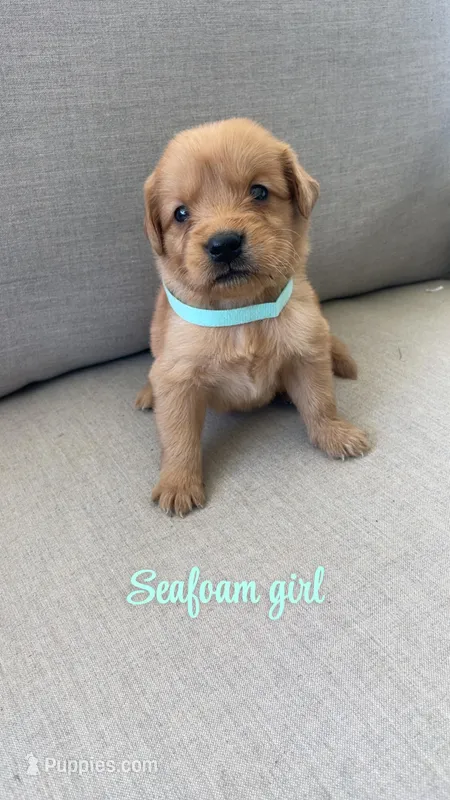 seafoam girl – Golden Retriever puppy for sale in Grimesland, NC