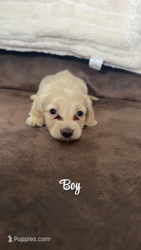 Cream male  – Miniature Dachshund puppy for sale in Grimesland, NC