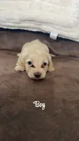 Cream male , a female Miniature Dachshund for sale in Grimesland, NC – 1 of 1