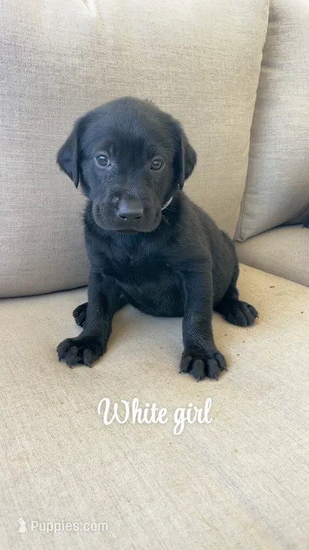 White girl – Labrador Retriever puppy for sale in Grimesland, NC