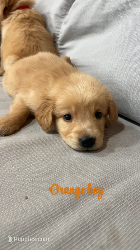 Orange boy