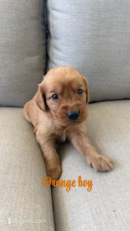 orange boy – Golden Retriever puppy for sale in Grimesland, NC