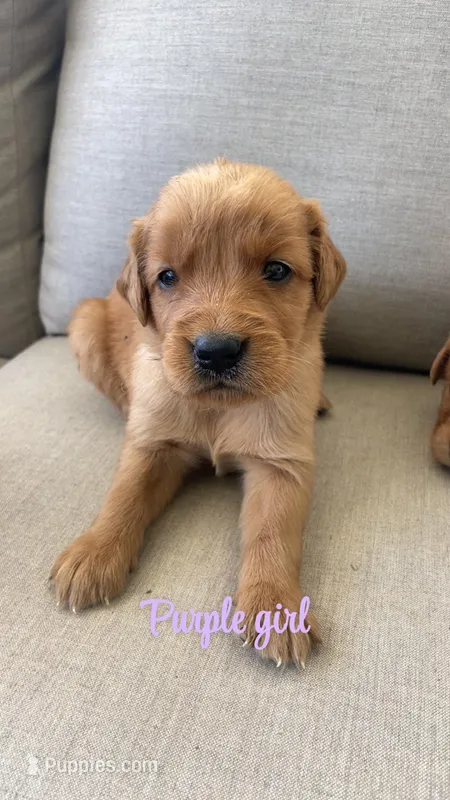 purple girl – Golden Retriever puppy for sale in Grimesland, NC