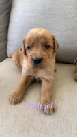 purple girl, a female Golden Retriever for sale in Grimesland, NC – 2 of 2