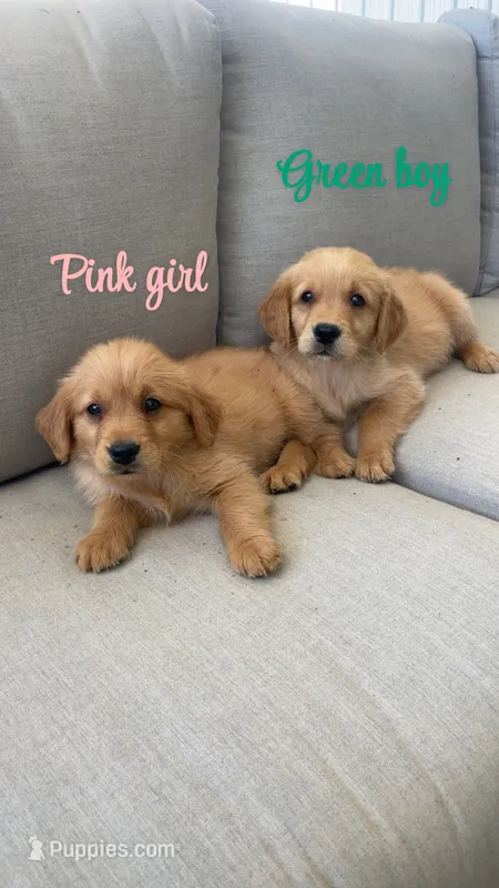green boy – Golden Retriever puppy for sale in Grimesland, NC