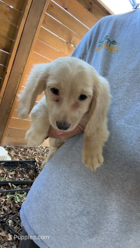 Cream male  – Miniature Dachshund puppy for sale in Grimesland, NC