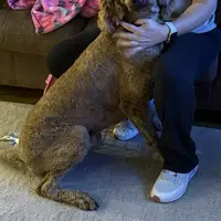 Copper, a male Poodle - Standard  for sale in Grimesland, NC – 1 of 1