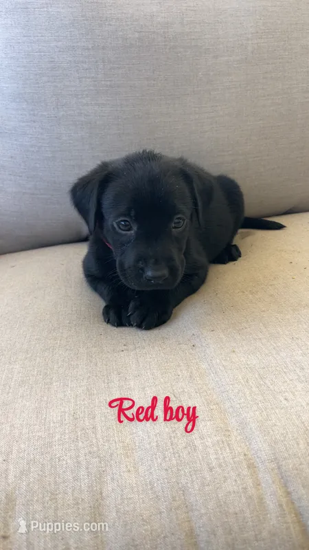 Red boy  – Labrador Retriever puppy for sale in Grimesland, NC