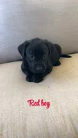 Red boy , a male Labrador Retriever for sale in Grimesland, NC – 1 of 1