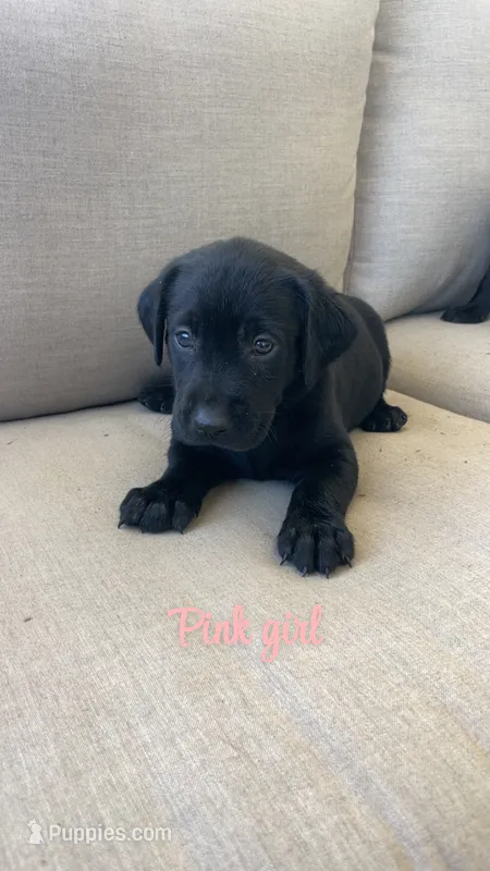 Pink girl – Labrador Retriever puppy for sale in Grimesland, NC