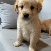 Yellow girl, a female Golden Retriever for sale in Grimesland, NC – Photo 2 of 3