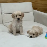 Yellow girl, a female Golden Retriever for sale in Grimesland, NC – Photo 1 of 3