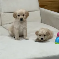 Yellow girl, a female Golden Retriever for sale in Grimesland, NC – Photo 3 of 3
