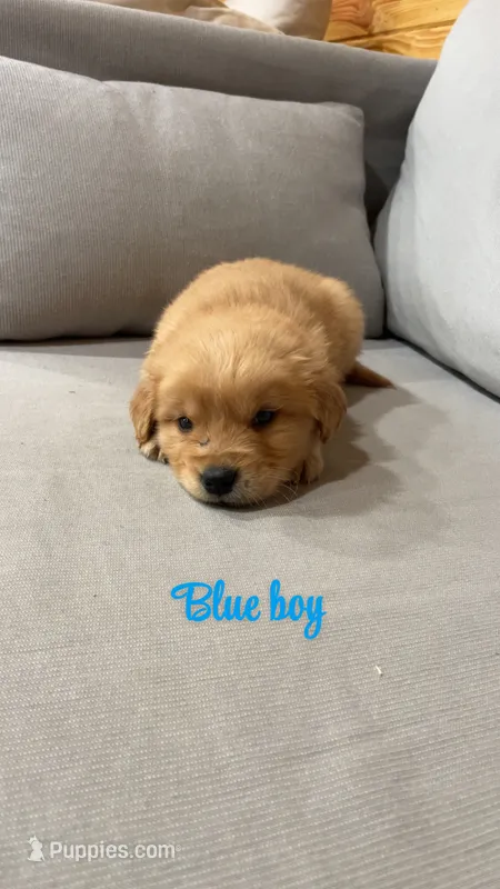 Blue boy