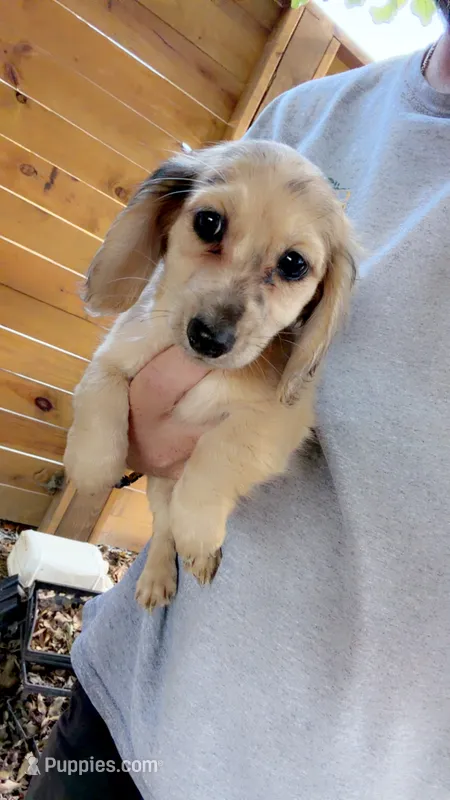 Dapple girl – Miniature Dachshund puppy for sale in Grimesland, NC