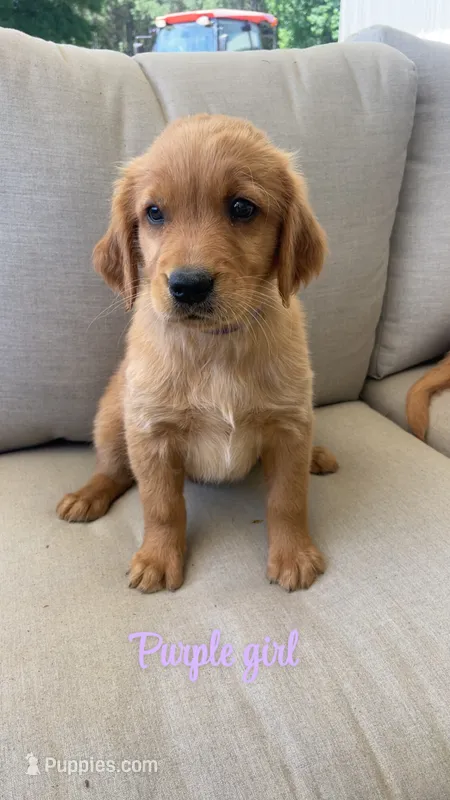purple girl – Golden Retriever puppy for sale in Grimesland, NC