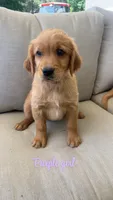 purple girl, a female Golden Retriever for sale in Grimesland, NC – 1 of 2