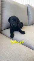 Yellow girl, a female Labrador Retriever for sale in Grimesland, NC – 1 of 1